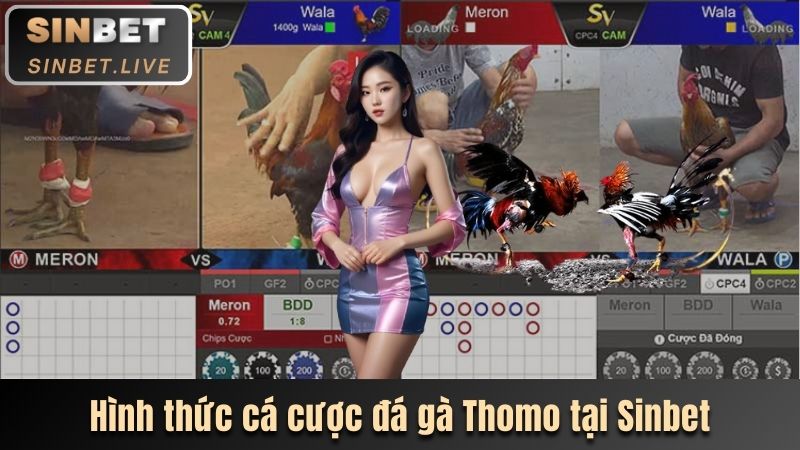 ca cuoc hap dan va tien ich tai nha cai sinbet