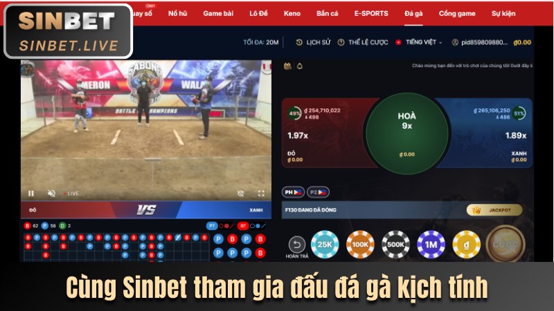 Cùng Sinbet tham gia những trận đấu đá gà kịch tính