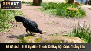 Đá Gà Asil