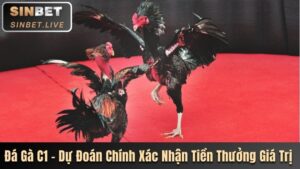 Đá Gà C1