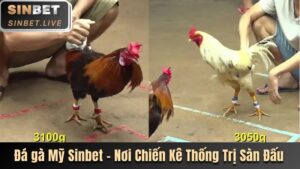 Đá Gà Mỹ Sinbet